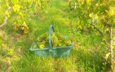 Route touristique du champagne